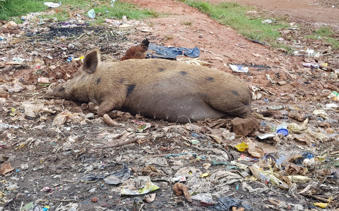 Dumpsites and rivers acting as a conveyor belt of Antimicrobial resistance